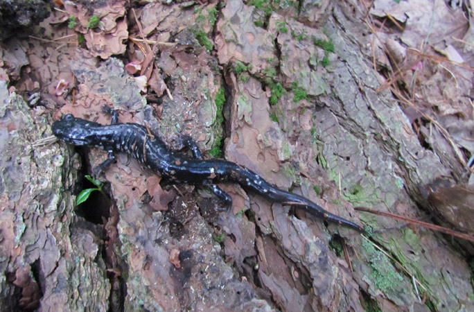 Northern Slimy Salamander